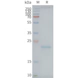 SDS-PAGE - Synthetic Nanodisc Human Claudin 9 Protein (A318429) - Antibodies.com