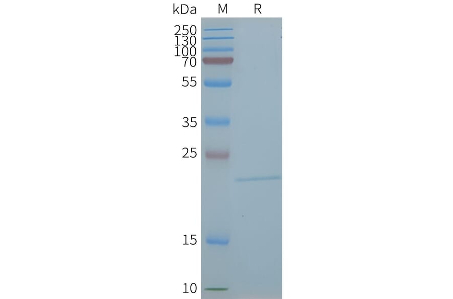 SDS-PAGE - Synthetic Nanodisc Human Claudin 5 Protein (A318430) - Antibodies.com