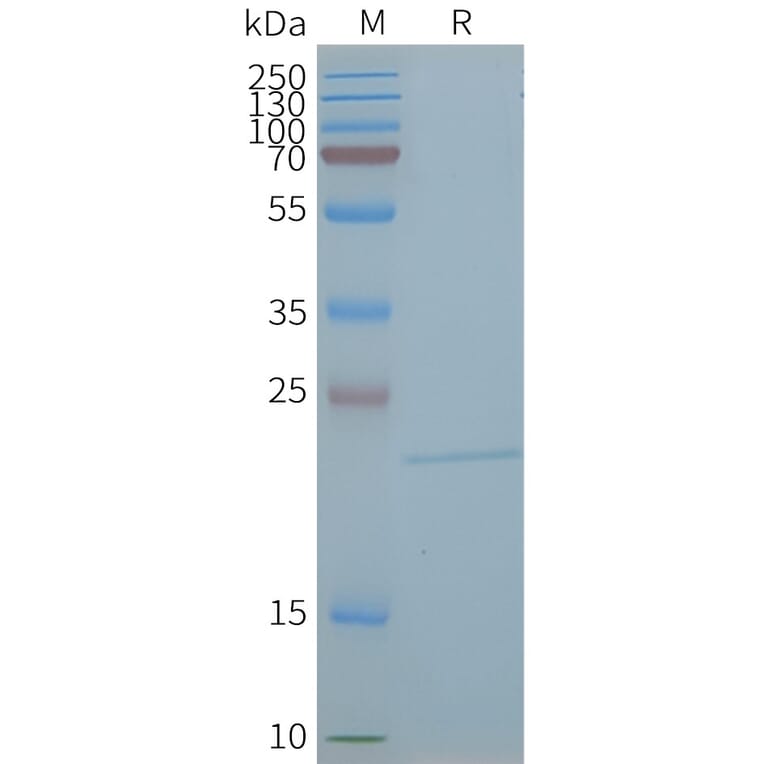 SDS-PAGE - Synthetic Nanodisc Human Claudin 5 Protein (A318430) - Antibodies.com