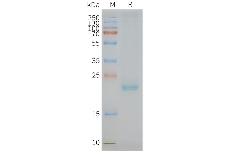 SDS-PAGE - Synthetic Nanodisc Human Claudin 3 Protein (A318431) - Antibodies.com