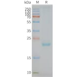 SDS-PAGE - Synthetic Nanodisc Human Claudin 3 Protein (A318431) - Antibodies.com