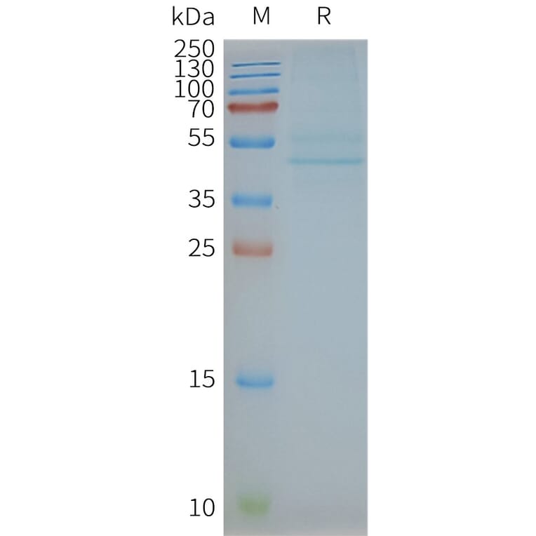 SDS-PAGE - Synthetic Nanodisc Human CCR3 Protein (A318432) - Antibodies.com