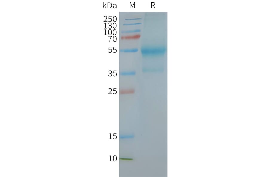SDS-PAGE - Synthetic Nanodisc Human CXCR4 Protein (A318433) - Antibodies.com