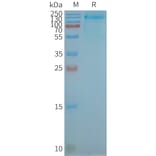 SDS-PAGE - Synthetic Nanodisc Human GPCR GPR48/LGR4 Protein (A318435) - Antibodies.com