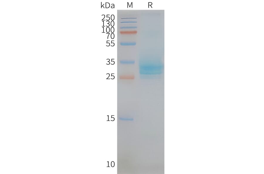 SDS-PAGE - Synthetic Nanodisc Human CD151 Protein (A318436) - Antibodies.com