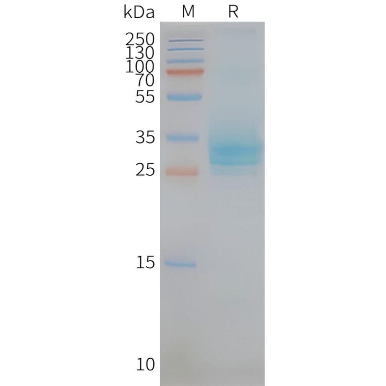 SDS-PAGE - Synthetic Nanodisc Human CD151 Protein (A318436) - Antibodies.com