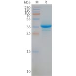 SDS-PAGE - Synthetic Nanodisc Human STEAP1 Protein (A318437) - Antibodies.com
