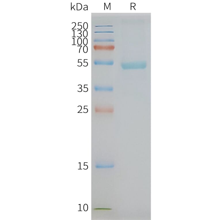 SDS-PAGE - Synthetic Nanodisc Human GPCR C5L2 Protein (A318438) - Antibodies.com