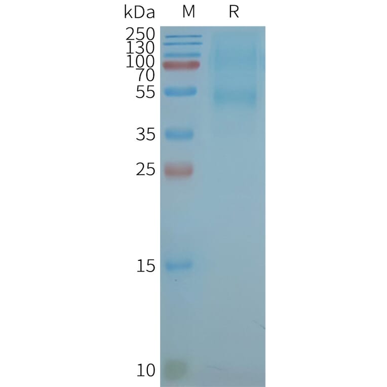 SDS-PAGE - Synthetic Nanodisc Human CXCR5 Protein (A318439) - Antibodies.com