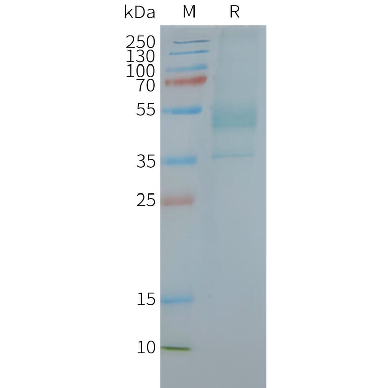 SDS-PAGE - Synthetic Nanodisc Human CXCR2 Protein (A318440) - Antibodies.com