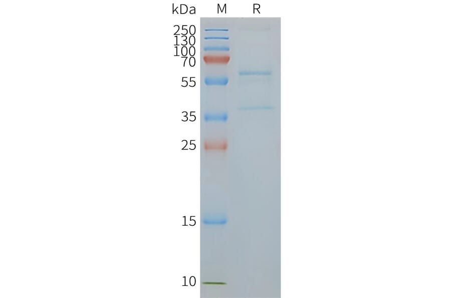 SDS-PAGE - Synthetic Nanodisc Human Glucose Transporter GLUT4 Protein (A318441) - Antibodies.com