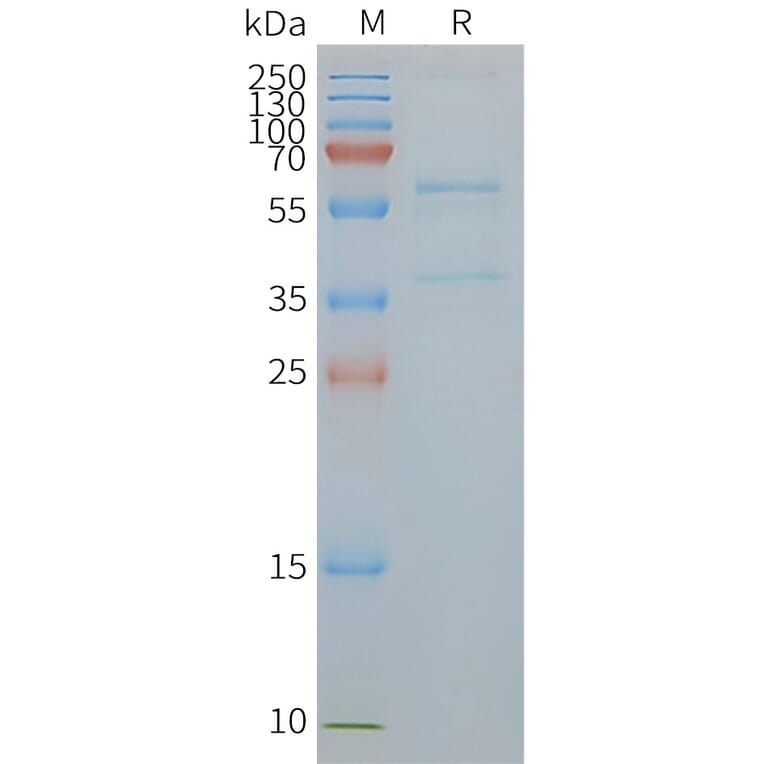 SDS-PAGE - Synthetic Nanodisc Human Glucose Transporter GLUT4 Protein (A318441) - Antibodies.com