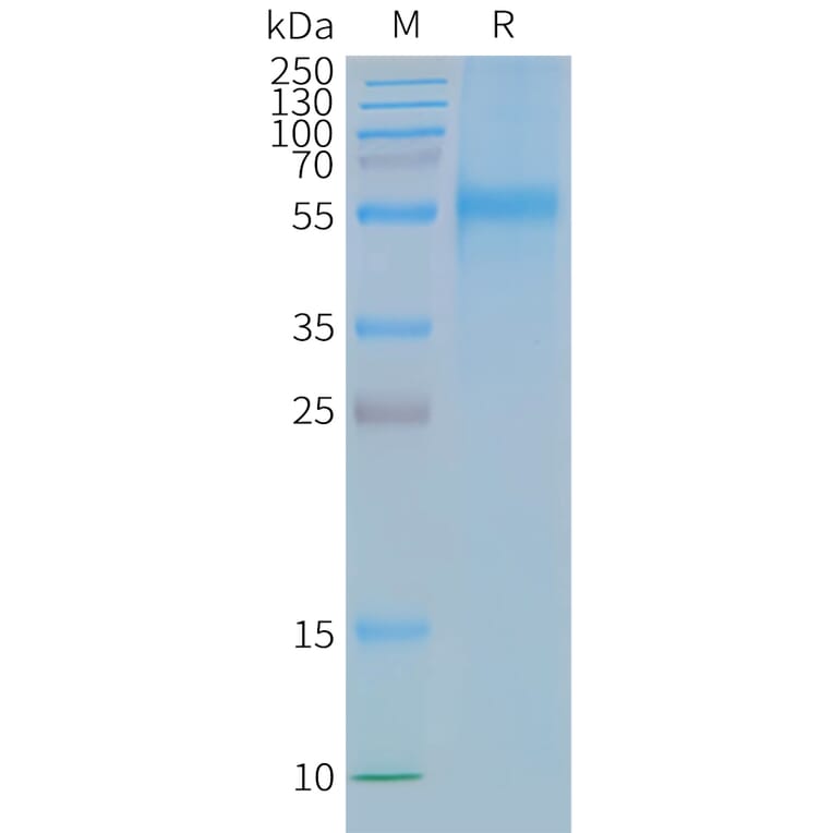 SDS-PAGE - Synthetic Nanodisc Human CCR9 Protein (A318442) - Antibodies.com
