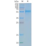 SDS-PAGE - Synthetic Nanodisc Human CCR9 Protein (A318442) - Antibodies.com