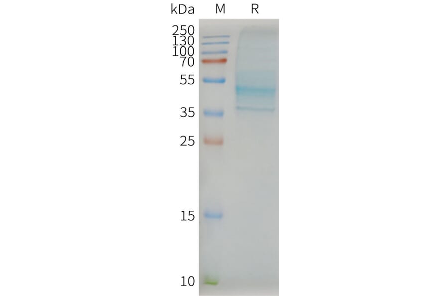 SDS-PAGE - Synthetic Nanodisc Human CCR7 Protein (A318443) - Antibodies.com