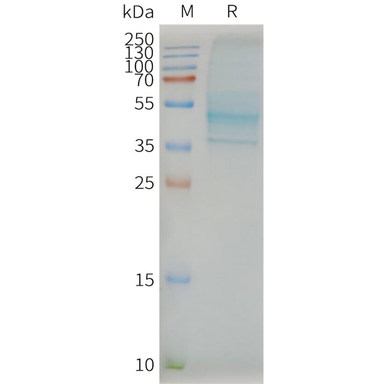 SDS-PAGE - Synthetic Nanodisc Human CCR7 Protein (A318443) - Antibodies.com