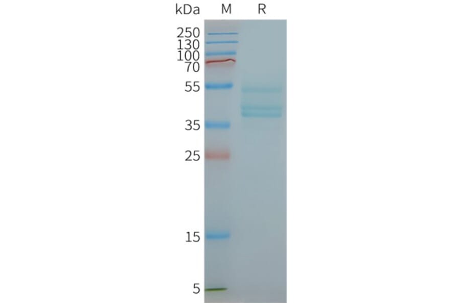 SDS-PAGE - Synthetic Nanodisc Human CCR6 Protein (A318444) - Antibodies.com