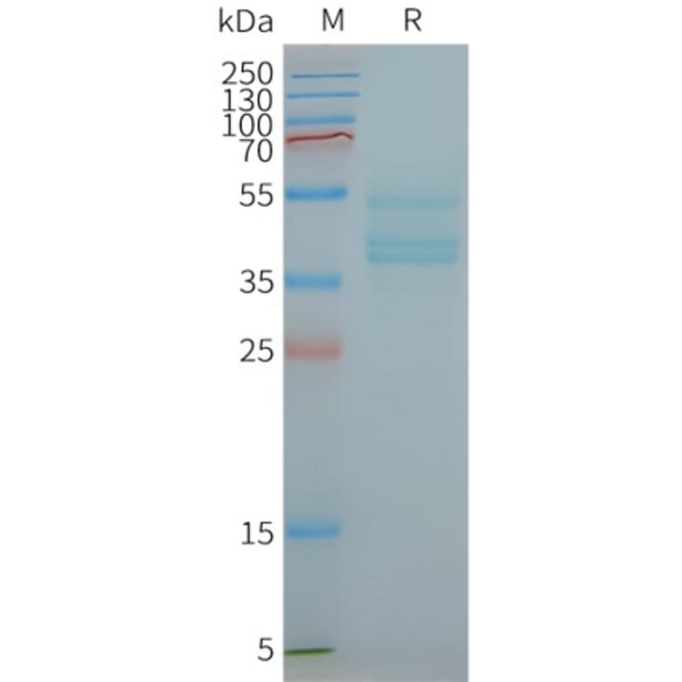 SDS-PAGE - Synthetic Nanodisc Human CCR6 Protein (A318444) - Antibodies.com
