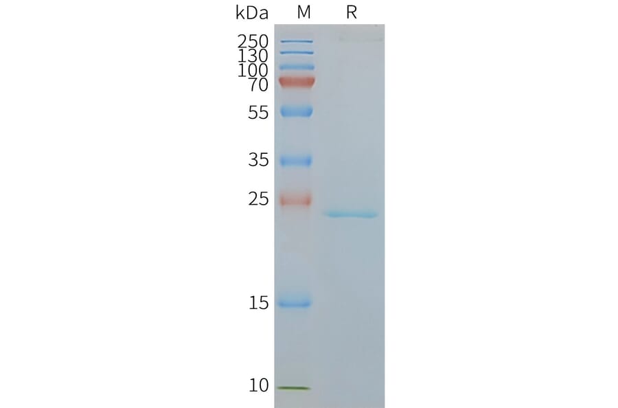 SDS-PAGE - Synthetic Nanodisc Human CMTM6 Protein (A318445) - Antibodies.com