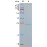 SDS-PAGE - Synthetic Nanodisc Human CMTM6 Protein (A318445) - Antibodies.com