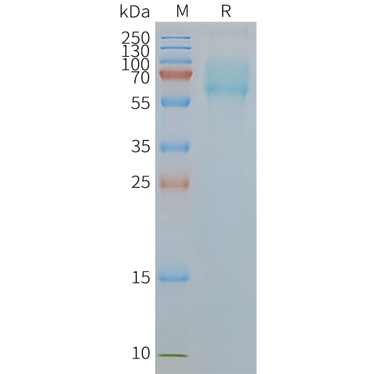 SDS-PAGE - Synthetic Nanodisc Human SLC1A5/ASCT2 Protein (A318446) - Antibodies.com
