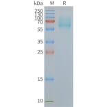 SDS-PAGE - Synthetic Nanodisc Human SLC1A5/ASCT2 Protein (A318446) - Antibodies.com