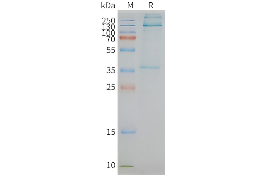 SDS-PAGE - Synthetic Nanodisc Human EMR1/ADGRE1 Protein (A318447) - Antibodies.com