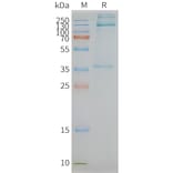 SDS-PAGE - Synthetic Nanodisc Human EMR1/ADGRE1 Protein (A318447) - Antibodies.com