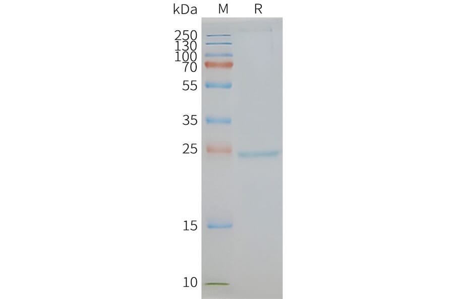 SDS-PAGE - Synthetic Nanodisc Human CD81 Protein (A318450) - Antibodies.com