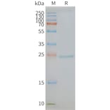 SDS-PAGE - Synthetic Nanodisc Human CD81 Protein (A318450) - Antibodies.com