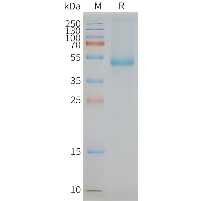 SDS-PAGE - Synthetic Nanodisc Human xCT Protein (A318452) - Antibodies.com