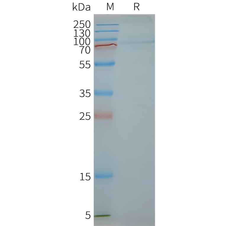 SDS-PAGE - Synthetic Nanodisc Human FSH-R Protein (A318453) - Antibodies.com