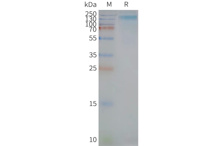 SDS-PAGE - Synthetic Nanodisc Human CD133 Protein (A318454) - Antibodies.com