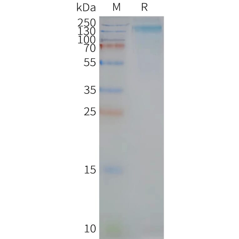 SDS-PAGE - Synthetic Nanodisc Human CD133 Protein (A318454) - Antibodies.com