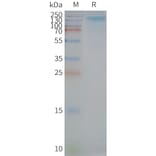 SDS-PAGE - Synthetic Nanodisc Human CD133 Protein (A318454) - Antibodies.com