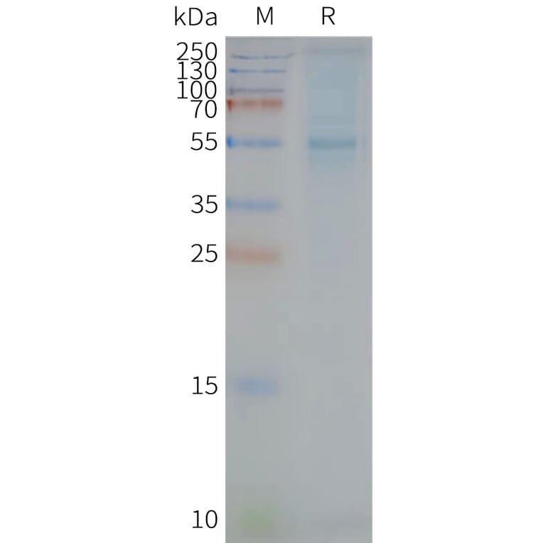 SDS-PAGE - Synthetic Nanodisc Human STEAP2 Protein (A318457) - Antibodies.com