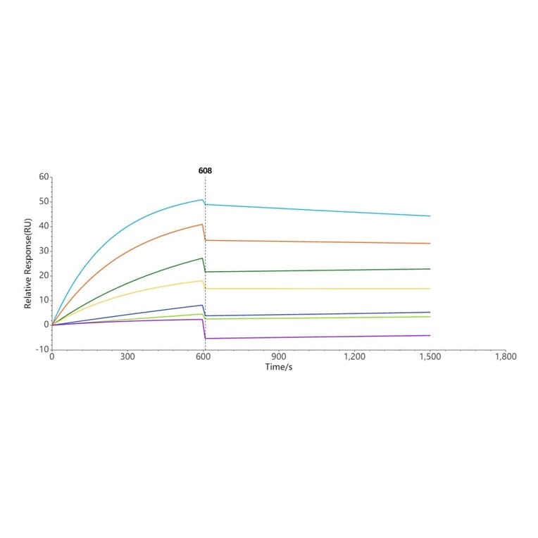 SPR Assay - Synthetic Nanodisc Human CCR8 Protein (A318461) - Antibodies.com