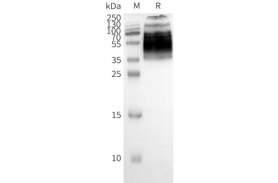 Western Blot - Synthetic Nanodisc Human PAR2 Protein (A318462) - Antibodies.com