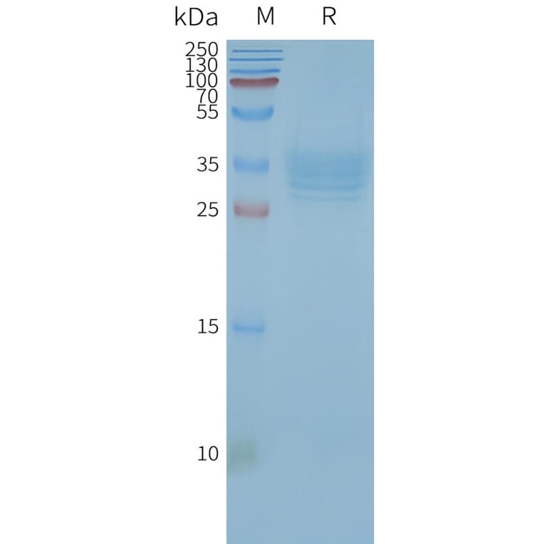 SDS-PAGE - Synthetic Nanodisc Human Tetraspanin-33 Protein (A318463) - Antibodies.com