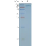 SDS-PAGE - Synthetic Nanodisc Human TRPA1/TSA Protein (A318465) - Antibodies.com