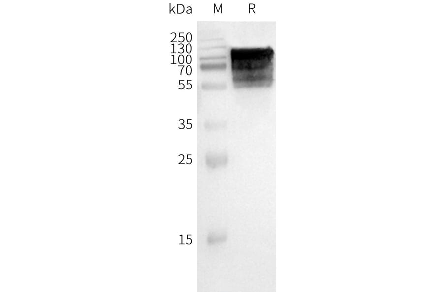 Western Blot - Synthetic Nanodisc Human GPCR GPR75 Protein (A318467) - Antibodies.com
