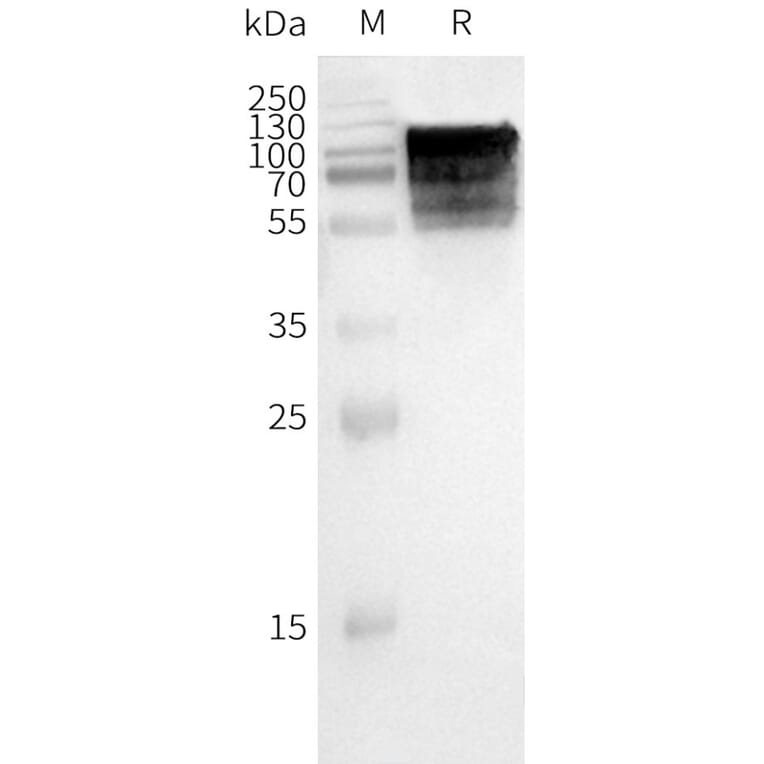 Western Blot - Synthetic Nanodisc Human GPCR GPR75 Protein (A318467) - Antibodies.com