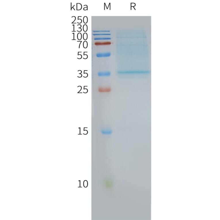 SDS-PAGE - Synthetic Nanodisc Human CD63 Protein (A318468) - Antibodies.com