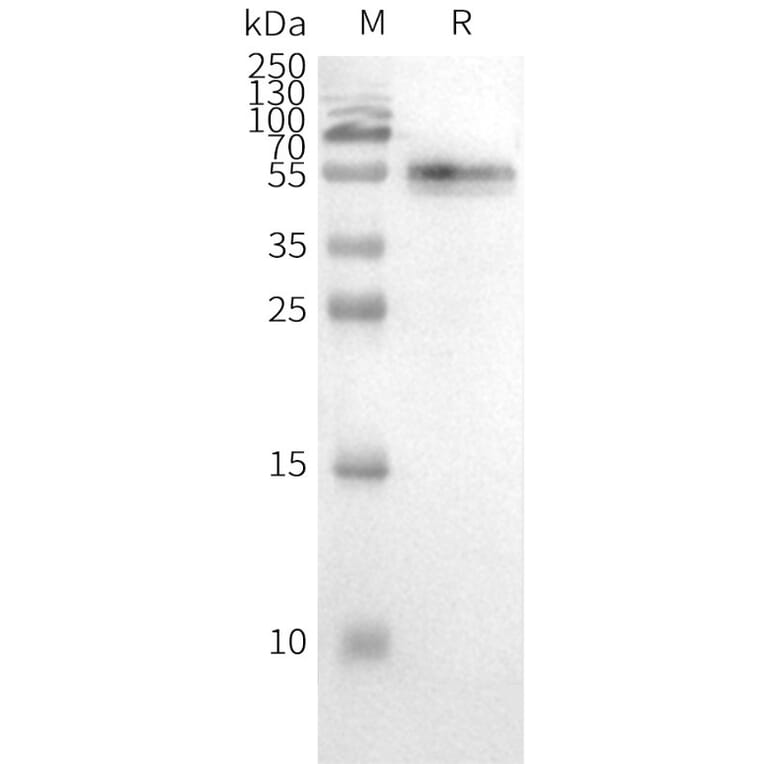 Western Blot - Synthetic Nanodisc Human CCR2 Protein (A318470) - Antibodies.com