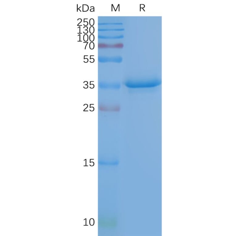 SDS-PAGE - Synthetic Nanodisc Human CD20 Protein (A318471) - Antibodies.com