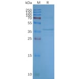 SDS-PAGE - Synthetic Nanodisc Human OR2H1 Protein (A318473) - Antibodies.com