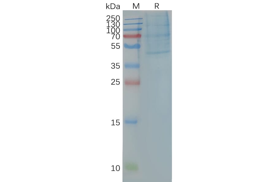 SDS-PAGE - Synthetic Nanodisc Human CCR4 Protein (A318474) - Antibodies.com