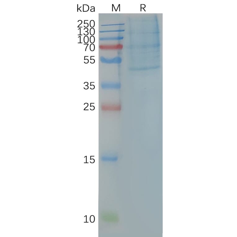 SDS-PAGE - Synthetic Nanodisc Human CCR4 Protein (A318474) - Antibodies.com