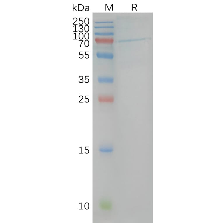 SDS-PAGE - Synthetic Nanodisc Human Cannabinoid Receptor I Protein (A318475) - Antibodies.com