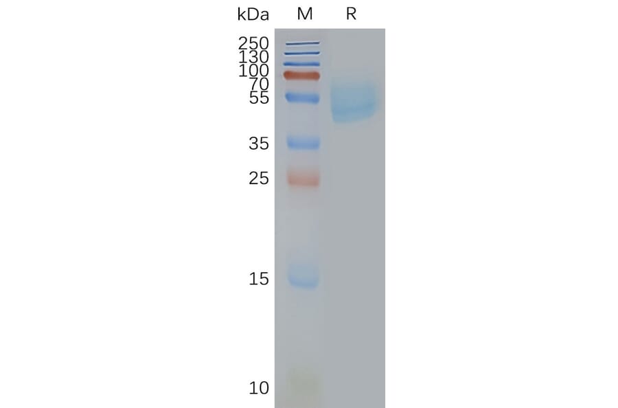SDS-PAGE - Synthetic Nanodisc Human Adenosine Receptor A2a Protein (A318478) - Antibodies.com